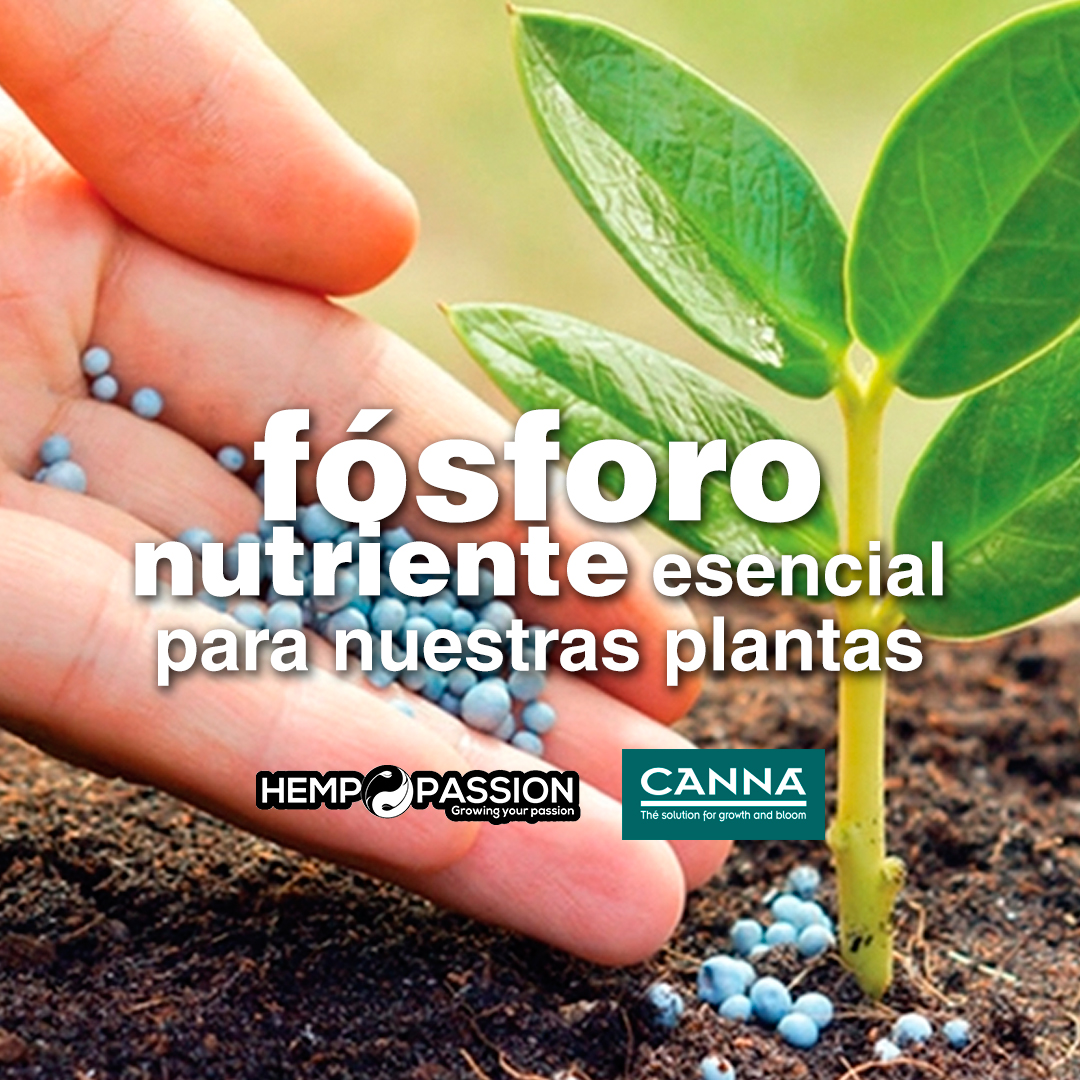Lee más sobre el artículo Fósforo. Nutriente esencial para nuestras plantas