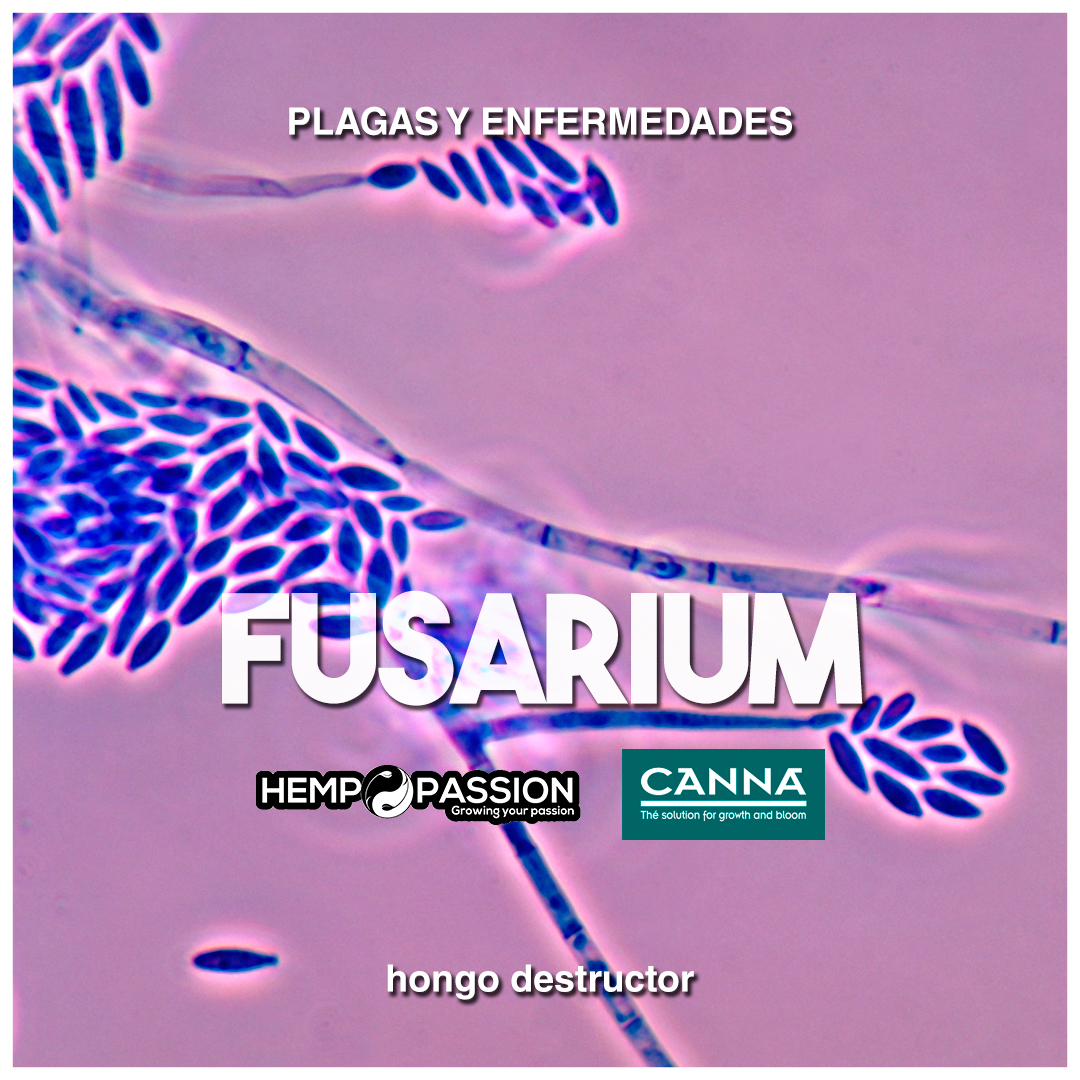 Fusarium. Hongo del Suelo.