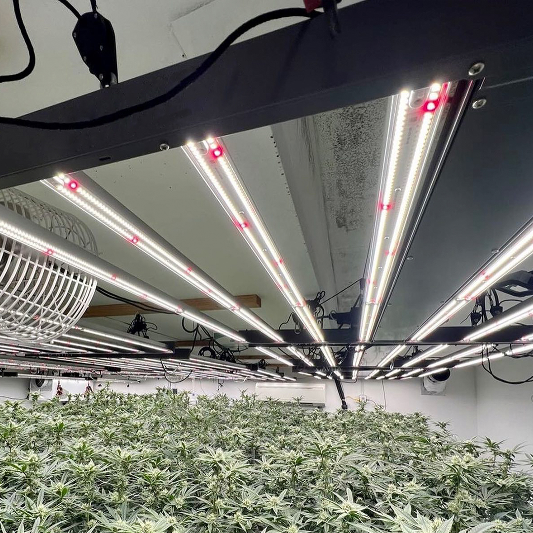 crecer Tregua Gigante 6 razones para utilizar Luces LED en tu cultivo indoor – Hemp Passion